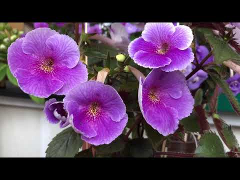 Видео: Обзор цветущих АХИМЕНЕСОВ!