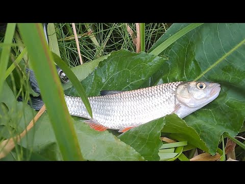 Видео: В поисках голавля. Исследуем новые места. Часть 6.