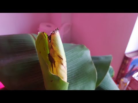 Видео: Банан в квартире.