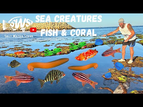 Видео: Ловля РЕДКИХ морских аквариумных рыб и морских существ для моего солёного пруда #редкиерыбы
