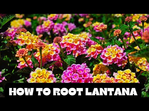 Видео: 3 УДИВИТЕЛЬНЫХ способа размножения лантаны в вашем саду | Как укоренить лантану