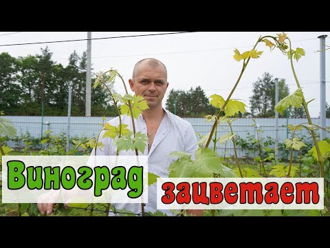 Видео: Более 10 новых форм посажены на испытание.