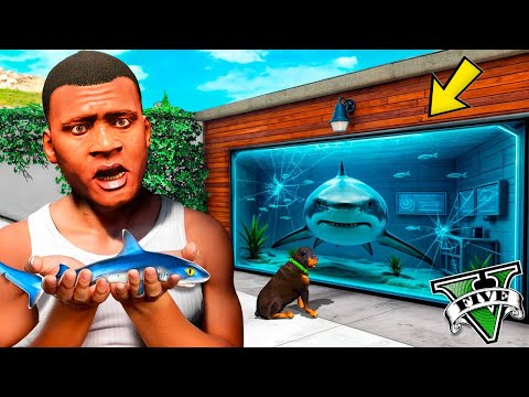 Видео: ФРАНКЛИН ҮЙІНДЕ АКУЛА АСЫРАДЫ (GTA V)