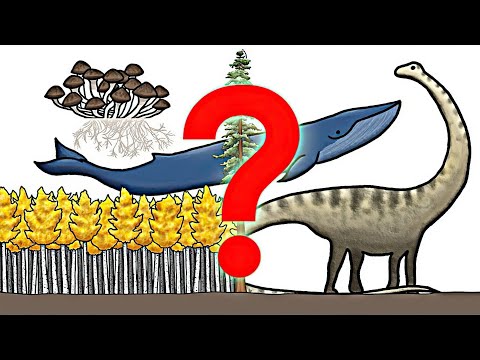 Видео: Самый большой организм на Земле [Минутка Земли]