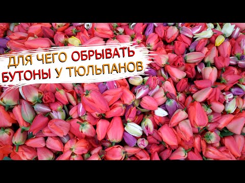 Видео: Что нужно сделать что-бы получить хорошую луковицу тюльпанов!Обрываем бутоны у тюльпанов.