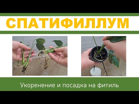 Видео: СПАТИФИЛЛУМ: укоренение деток, посадка в грунт на фитильный полив
