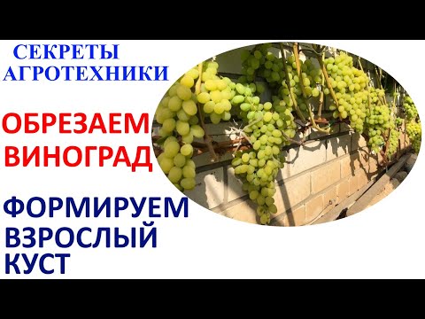 Видео: Осенняя обрезка взрослых кустов винограда.
