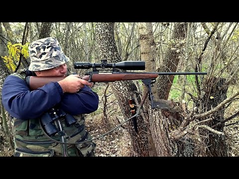 Видео: Лов на Диво Прасе (свиня) и Хищници (чакал, лисица) България (Част-2) HD