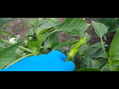 Видео: Снова жара☀️. Прищипываю арбузы. Приятная находка. Убираю лук.#огород#алтайскоесело#жизньвдеревне