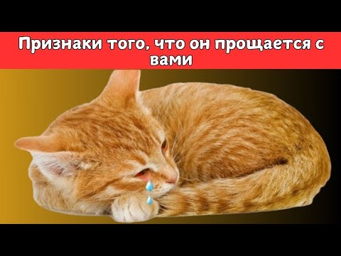 Видео: КАК КОШКИ ПРОЩАЮТСЯ ПЕРЕД СМЕРТЬЮ? | КАК УЗНАТЬ, УМИРАЕТ ЛИ МОЯ КОШКА?