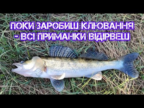 Видео: ПОКИ ЗАРОБИШ КЛЮВАННЯ - ВСІ ПРИМАНКИ ВІДІРВЕШ. Джиг на Десні