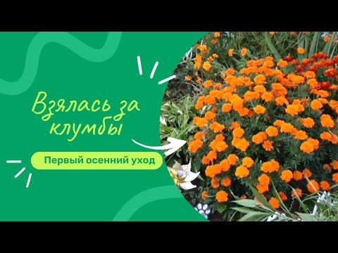 Видео: Вырубила всю малину | осенняя подкормка кустов | приствольные круги у деревьев