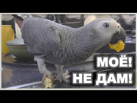 Видео: Маленькая жадина