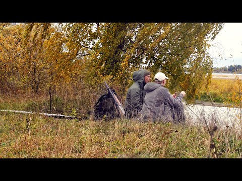 Видео: ВЗЯЛ ЖЕНУ НА ОХОТУ И ДОБЫЛИ НА УЖИН. ОХОТА НА УТКУ С ПОДХОДА. ОСЕНЬ 2024