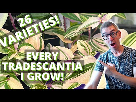 Видео: СОРТА Традесканции: 26 различных растений в огромном ТУРЕ!