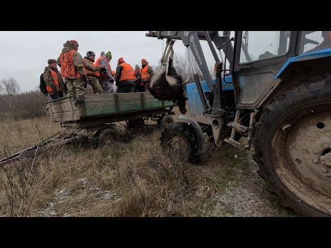 Видео: Впечатлительным не смотреть! Загонная охота на лося.