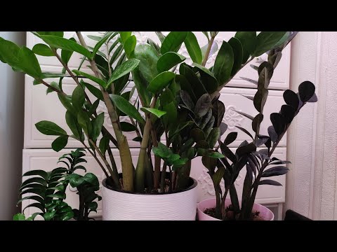 Видео: ЗАМИОКУЛЬКАС НЕ Любит эти 10 вещей! ЖАЛЕЮ, что РАНЬШЕ об этом не знала!