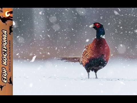Видео: Охота на фазана по первому снегу. Начало декабря 2023г.