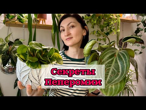 Видео: Пеперомия: Пересадка и Размножение семенами, черенками и листом!