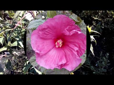 Видео: Гибискус травянистый/создаем новые сорта/Гибридизация гибискусов Ч2