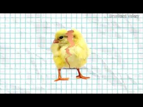 Видео: Вербовка цыплят в ИГᴎЛ