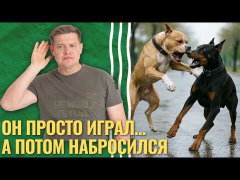 Видео: Агрессия у собак к другим собакам — случайность или ваша вина?