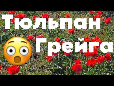 Видео: Тараз - ТЮЛЬПАНЫ горы Каратау #тараз #taraz #казахстан