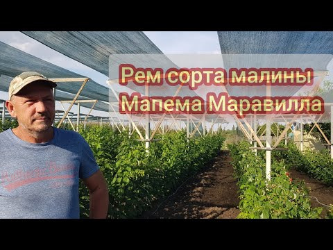 Видео: Мапема и Маравилла  первое плодоношение и развитие кустов, дробная посадка осень и весна