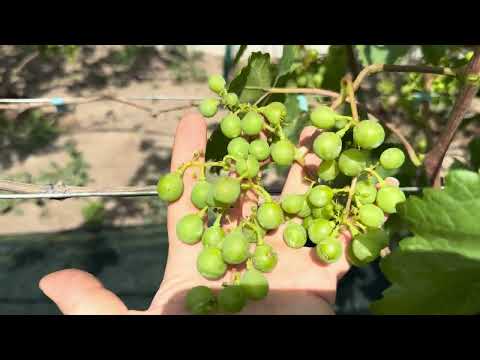 Видео: Состояние винограда на 30 июня 24г. Виноград Бишкек