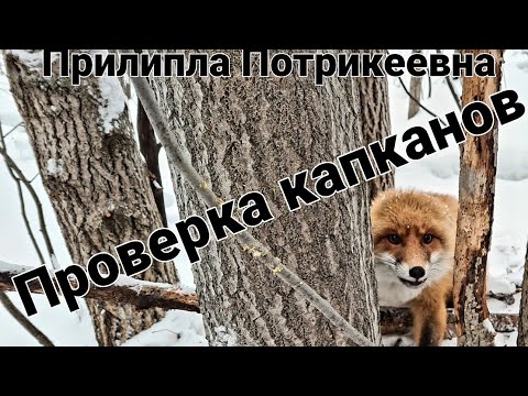 Видео: Охота на #СОБОЛЯ. Проверка капканов. Лиса прилипла к капкану😉