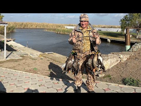 Видео: 2.11.2024 ОХОТА на УТКУ. Брюховецкий район. Подлетела северная.#охотанауток