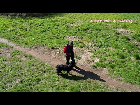 Видео: Щенки редкой породы ховаварт из питомника. Ожидаемый помет от  SWEETHOV'S FLORRY и FATE HOV TAIGER