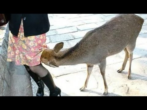 Видео: РЖАКА  ДО СЛЕЗ 😂 30 Минут смеха 2025 Смешные видео Лучшие Лютые ПРИКОЛЫ #97