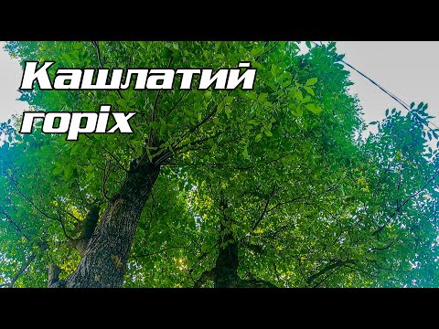 Видео: Ріжемо горіх у Ліщині
