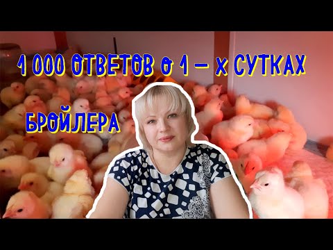 Видео: обычные ответы, на НЕобычные вопросы. когда едем за цыпленком. 1 сутки бройлера.