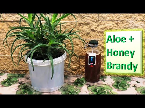 Видео: Алоэ 🌵 древовидное: сок + мёд 🍯 и коньяк. Сильнее 🌱 чеснока, имбиря и 🍋 лимона.