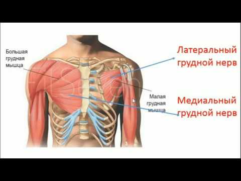 Видео: ПЛЕЧЕВОЕ СПЛЕТЕНИЕ (КОРОТКИЕ ВЕТВИ)