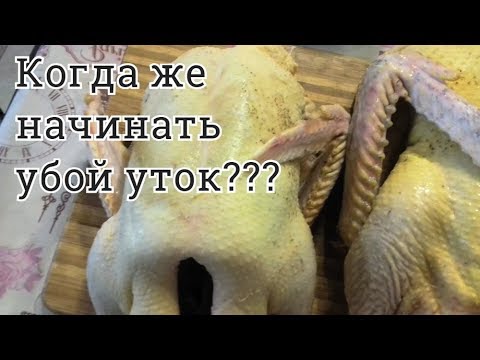 Видео: Оптимальные сроки убоя мускусной утки