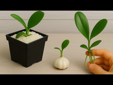 Видео: При помощи одного лишь чеснока орхидеи внезапно зацветают все четыре сезона.