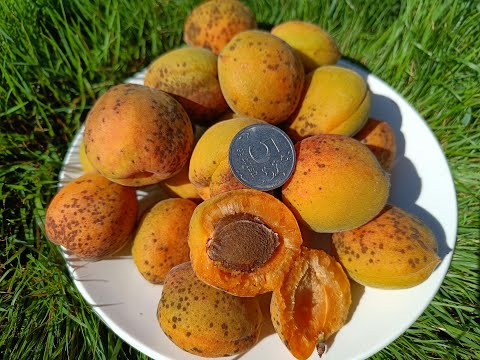 Видео: Абрикос Триумф северный в Подмосковье 2022г