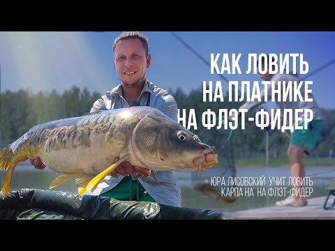 Видео: Как поймать карпа на флэт. Карповая рыбалка на флэт-фидер это просто.