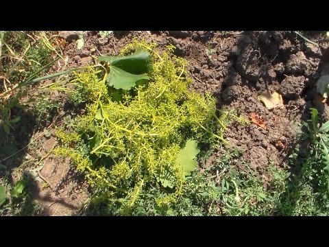 Видео: Нормирование гроздями