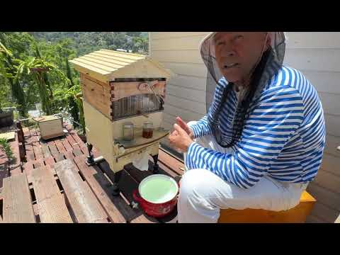 Видео: Очередной слив меда с австралийского улья- drain honey from flow hive