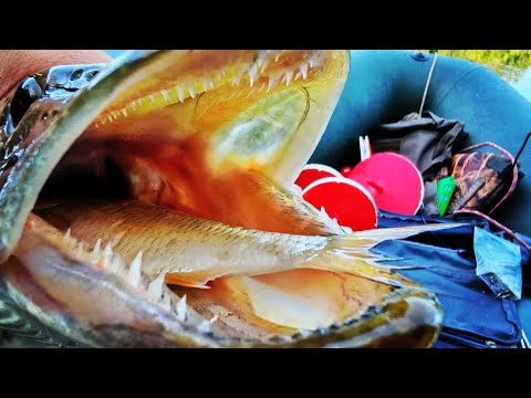 Видео: Ловля щуки на кружки! Летние жерлицы. Рыбалка на живца. #щуканаживца
