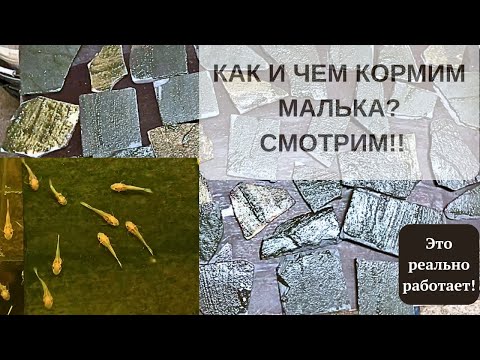 Видео: Чем кормим взрослых сомиков и его малька. Процесс подготовки кормовой базы на день для л-сомов