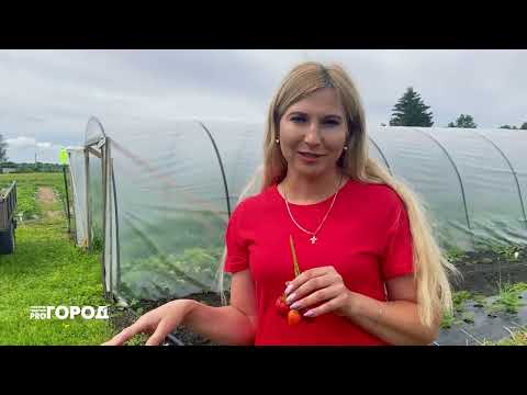 Видео: Многодетная семья из Чувашии выращивает клубнику