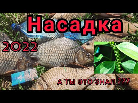 Видео: ЧЕРВЬ, ОПАРЫШ, МОТЫЛЬ - ЭТО ПРОШЛЫЙ ВЕК. НАСАДКА НА КИЛОГРАММОВЫХ КАРАСЕЙ. Карась. Карп. Поплавок.