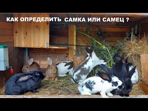 Видео: РАССАЖИВАЕМ КРОЛЬЧАТ ПО ПОЛУ 🐰САМЦЫ И САМОЧКИ🐇КРОЛИКИ⛪ ДЕРЕВНЯ⛪ГЕРМАНИЯ
