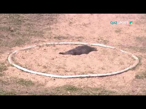 Видео: «КӨКПАР». Ұлттық ойын. АҚТӨБЕ облысы - ТҮРКІСТАН облысы