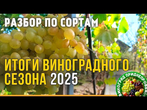 Видео: Итоги виноградного сезона 2025. Разбор винограда по сортам. Есть кандидаты на удаление